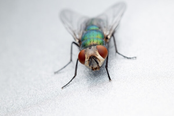 Навозная муха фото
