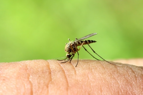 Кусающий комар фото