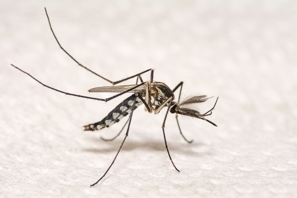 Фото комара самца