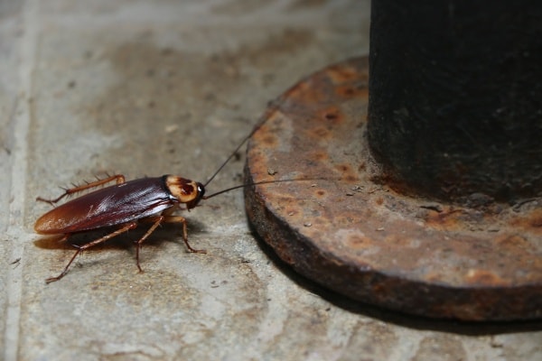 Как выглядят тараканы домашние фото