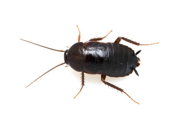 Детальная фотография черного таракана