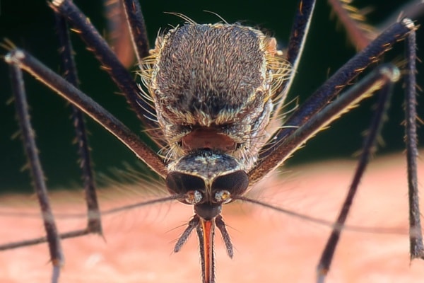 Макро фотография комара