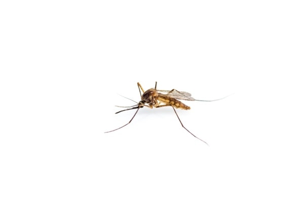 Фото как выглядит комар