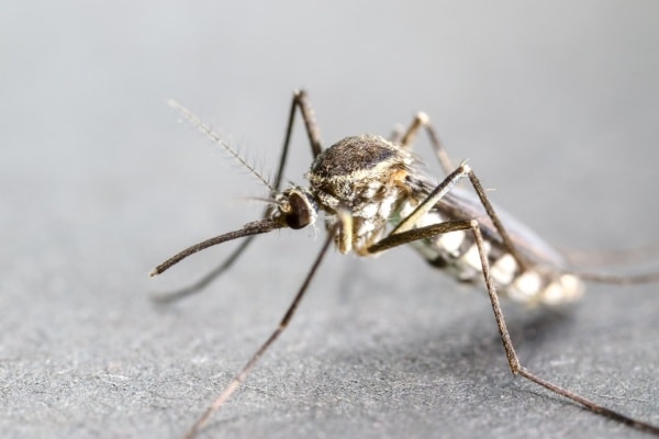 Как выглядит малярийный комар фото