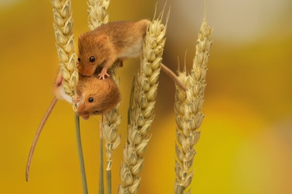 Фото маленьких мышей