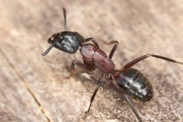 Фото муравей