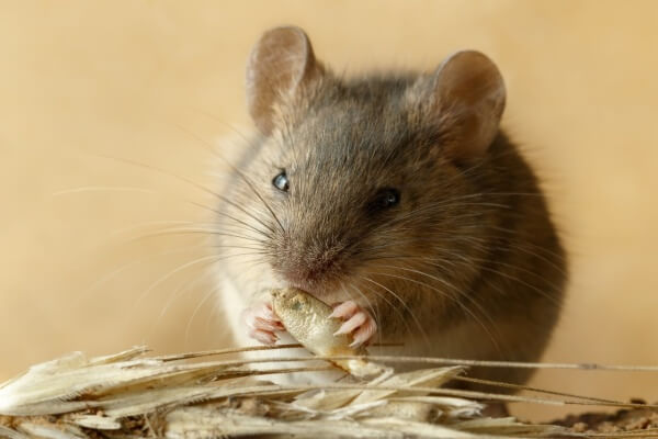 Мышь животное фото