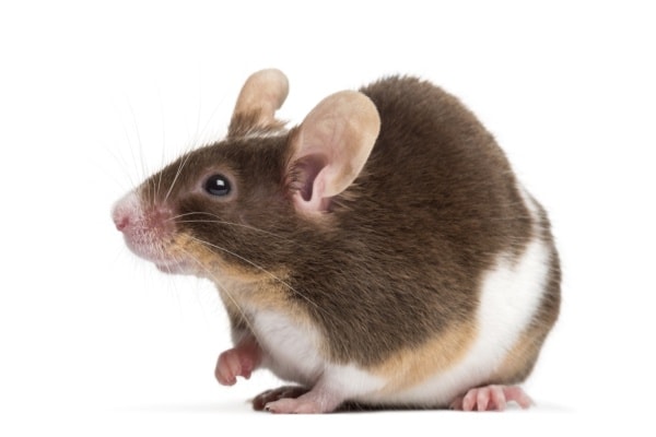 Домовая крыса фото