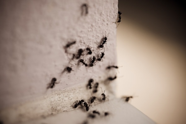 Фото домашних муравьев