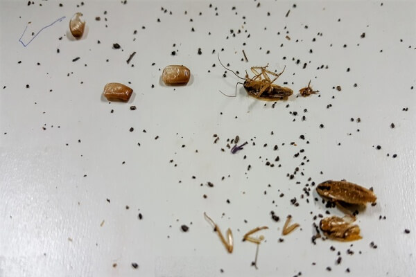 Личинки тараканов фото
