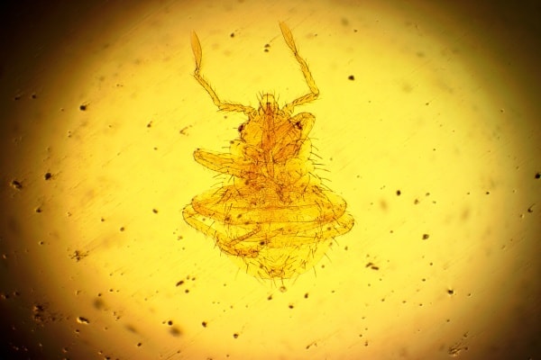 Фото личинки постельного клопа под микроскопом