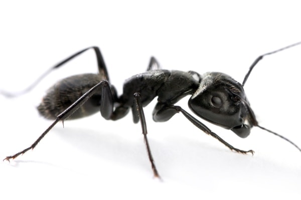 Большой черный муравей фото
