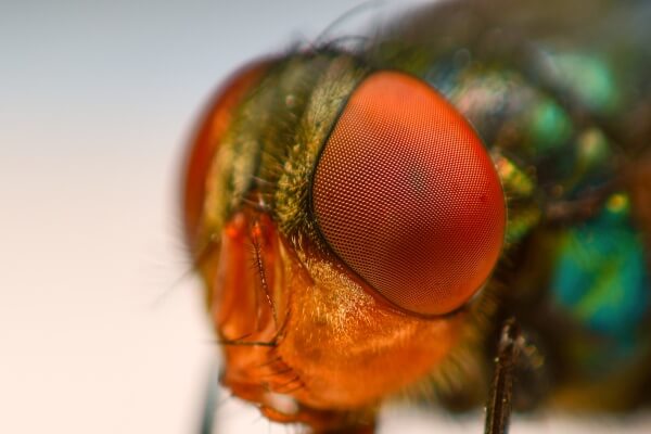 Макро фото глаз мухи