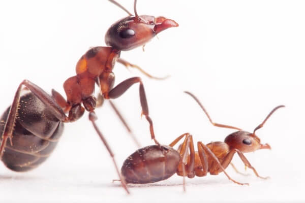 Большой муравей фото