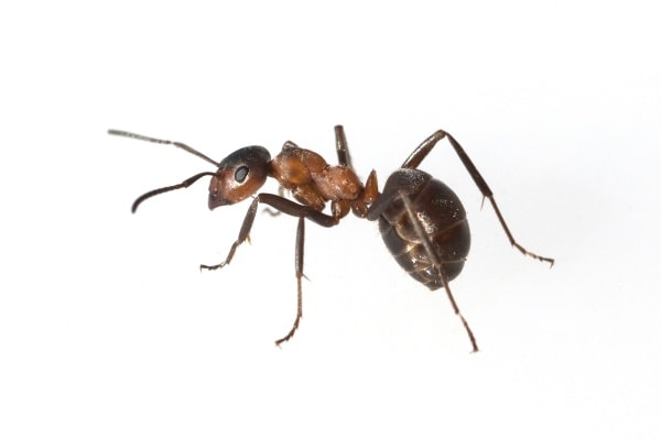 Как выглядит муравей