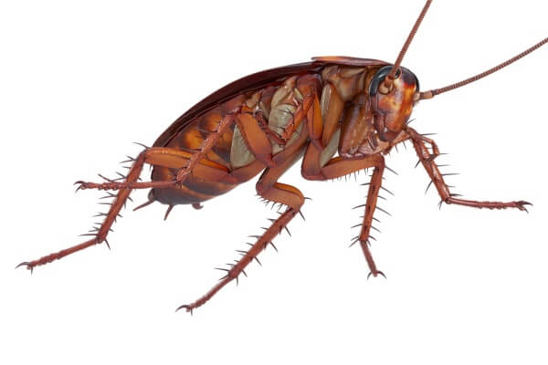 Тело таракана детальное фото