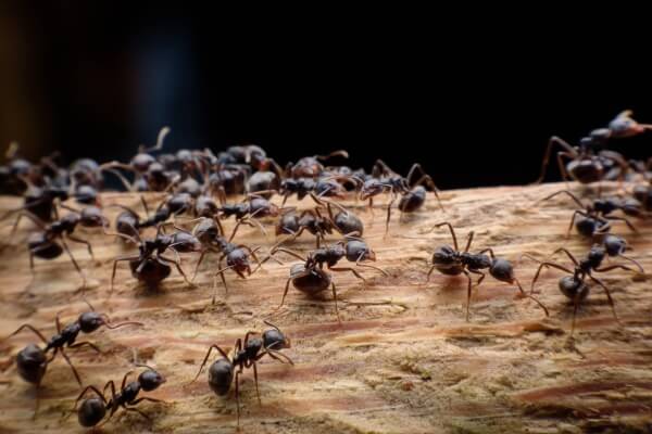 Фото черных муравьев