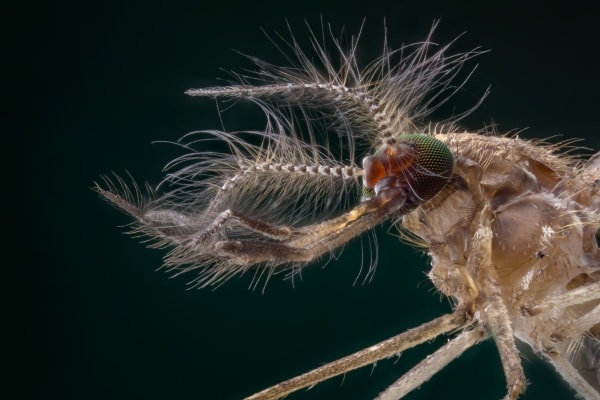 Комар под микроскопом фото