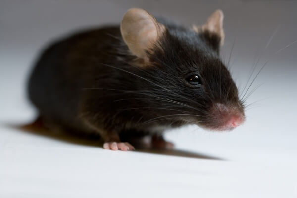Черная мышь фото