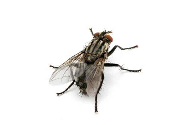 Фотография обыкновенной домашней мухи
