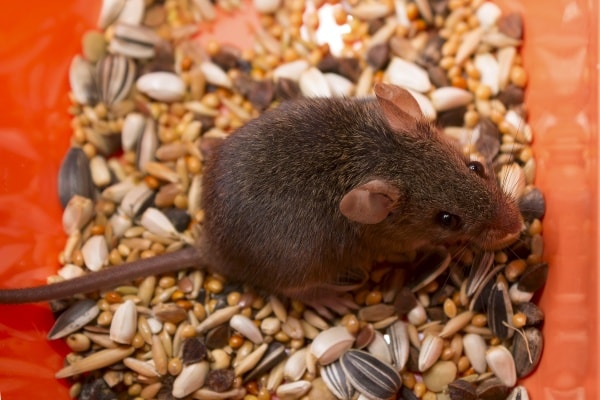 Мышь серая домовая фото