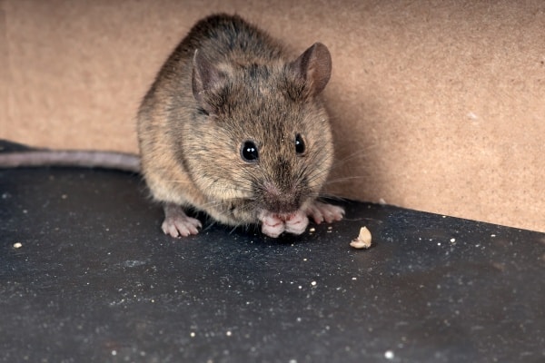 Фото как выглядит мышь