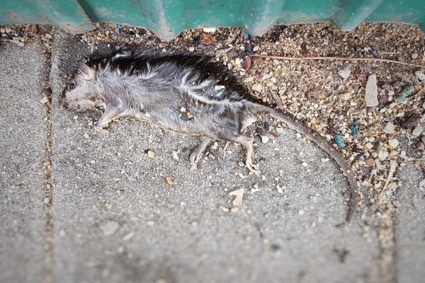 Крыса мёртвая фото
