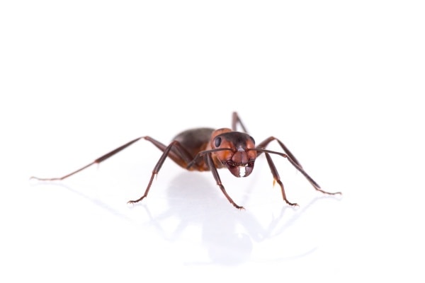 Фото муравья крупным планом