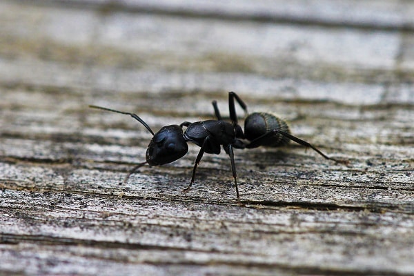 Фото черного муравья