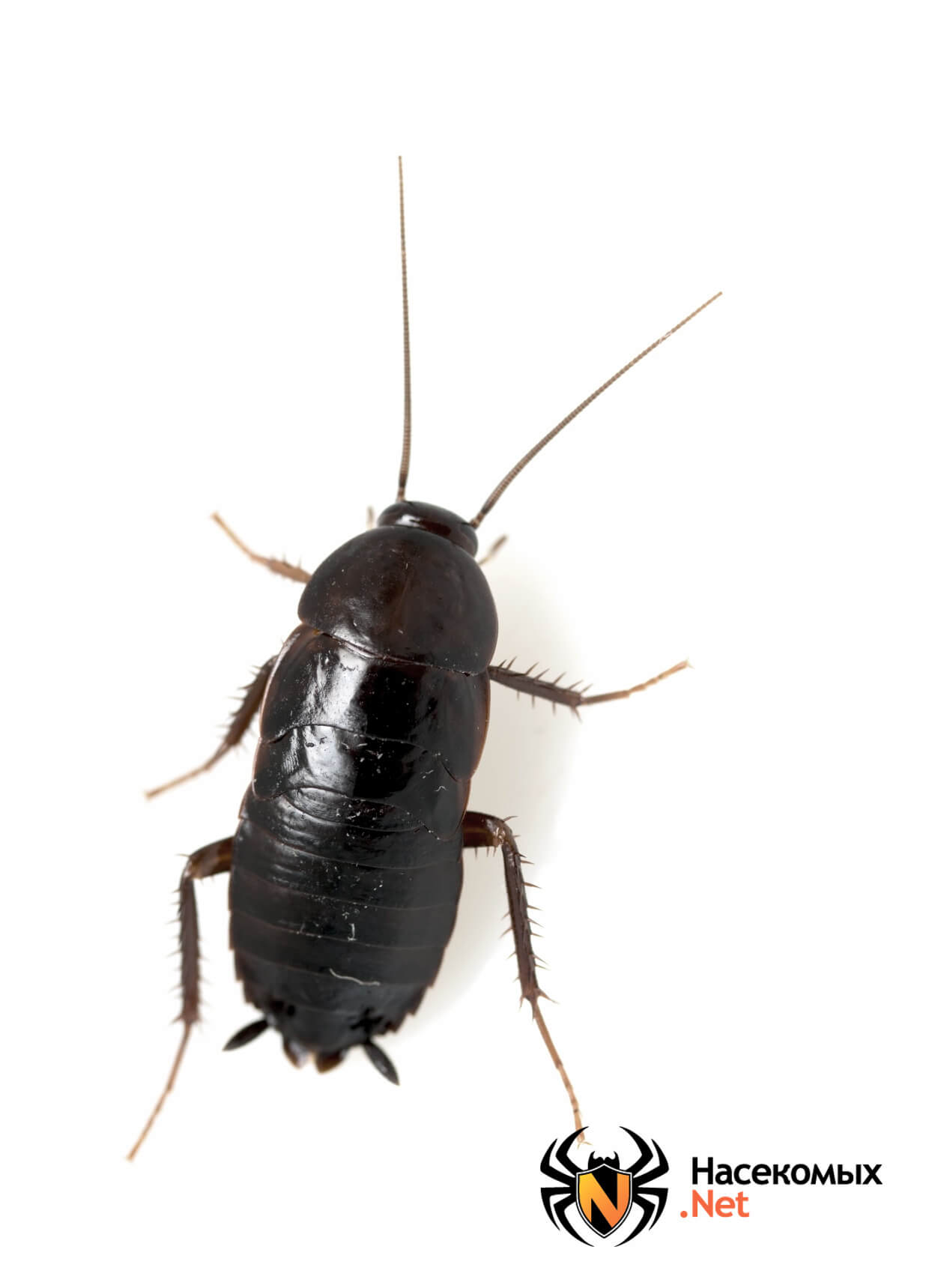 Черный похож на таракана. Жук Прусак. Жук Прусак черный. Blatta orientalis таракан. Черный Восточный таракан (Blatta orientalis).