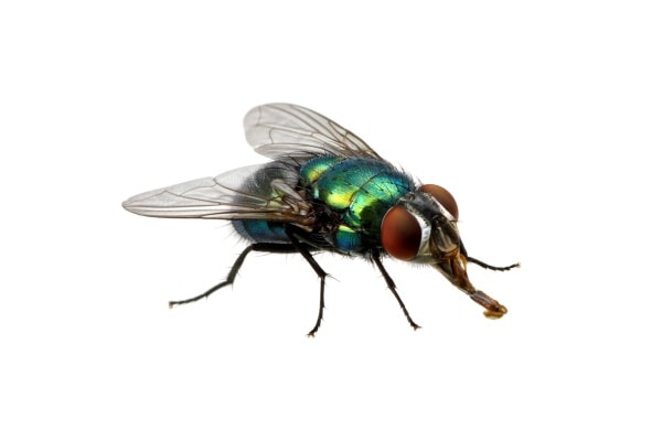 Зеленая муха фото