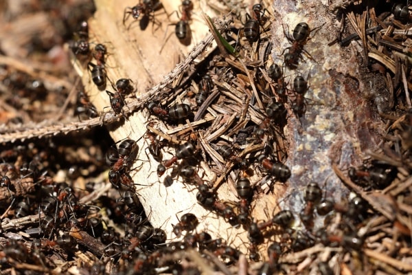 Лесные муравьи фото