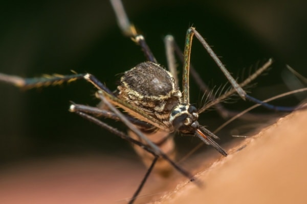 Увеличенное фото комара