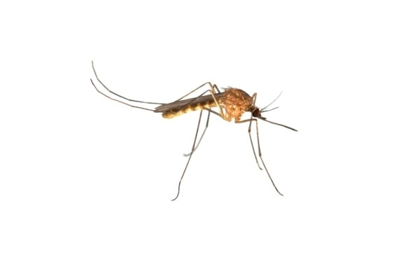 Как выглядит комар фото