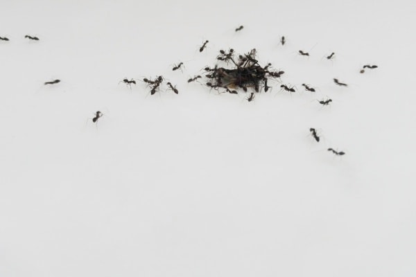 Черные муравьи фото