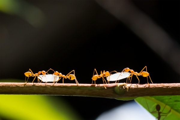 Огненные муравьи фото