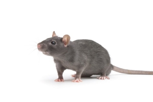 Фото как выглядит крыса