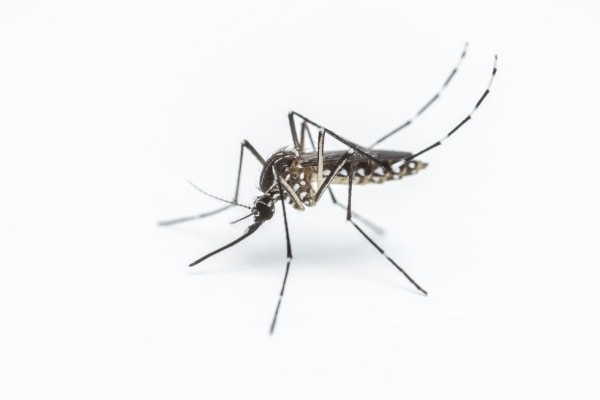 Самка комара фото