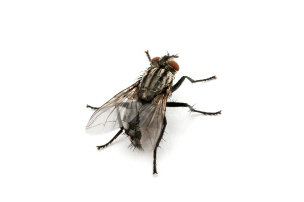 Луковая муха фото