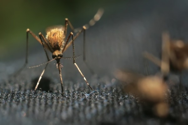 Фото комара крупным планом
