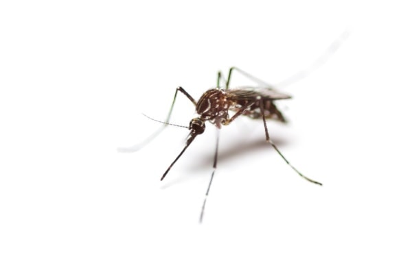 Фото самки комара