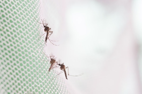 Как выглядят комары фото