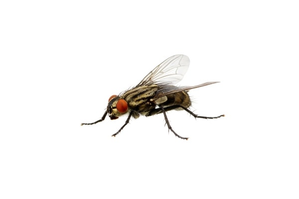 Комнатная муха фото