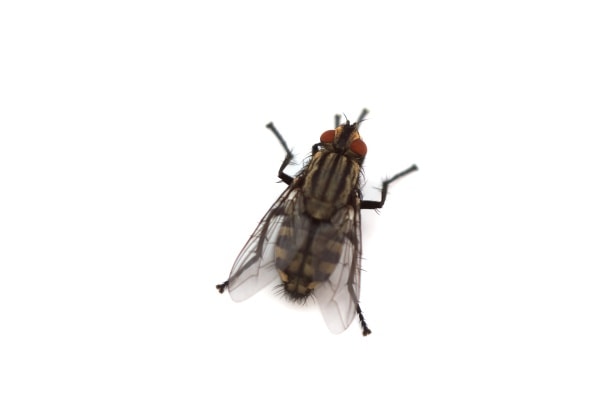 Фото комнатной мухи
