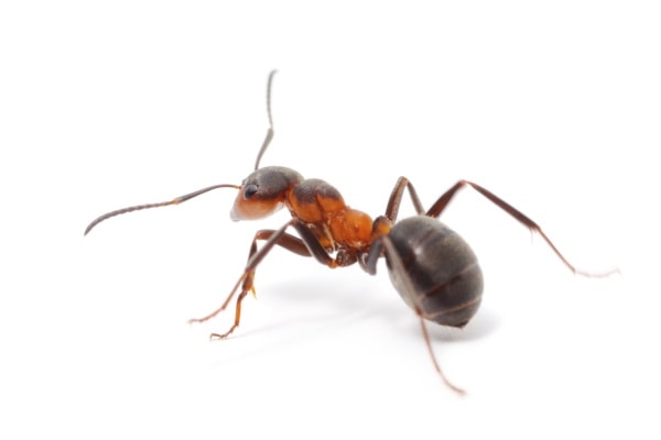 Как выглядит муравей фото