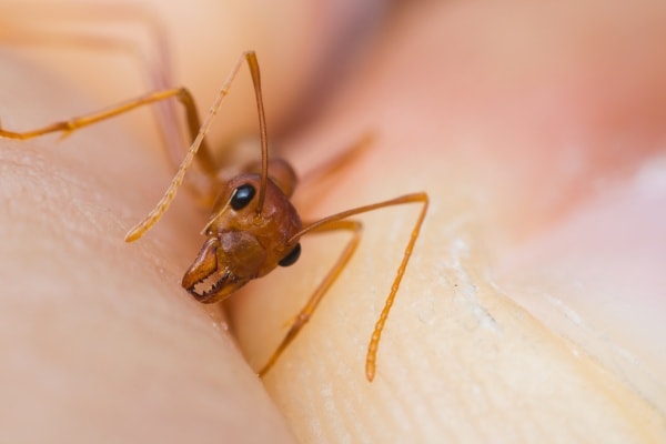 Фото головы муравья