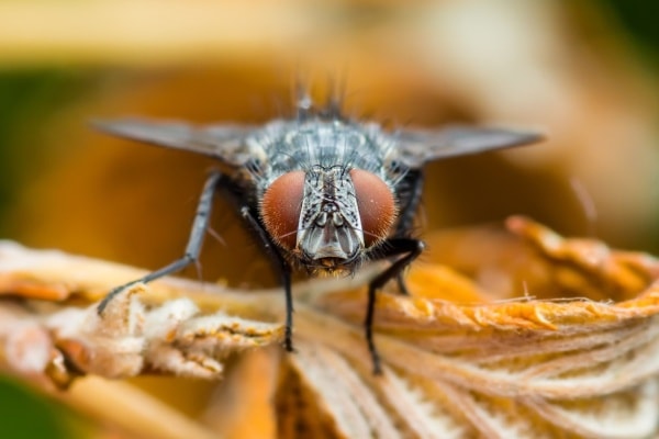 Фото увеличенной мухи