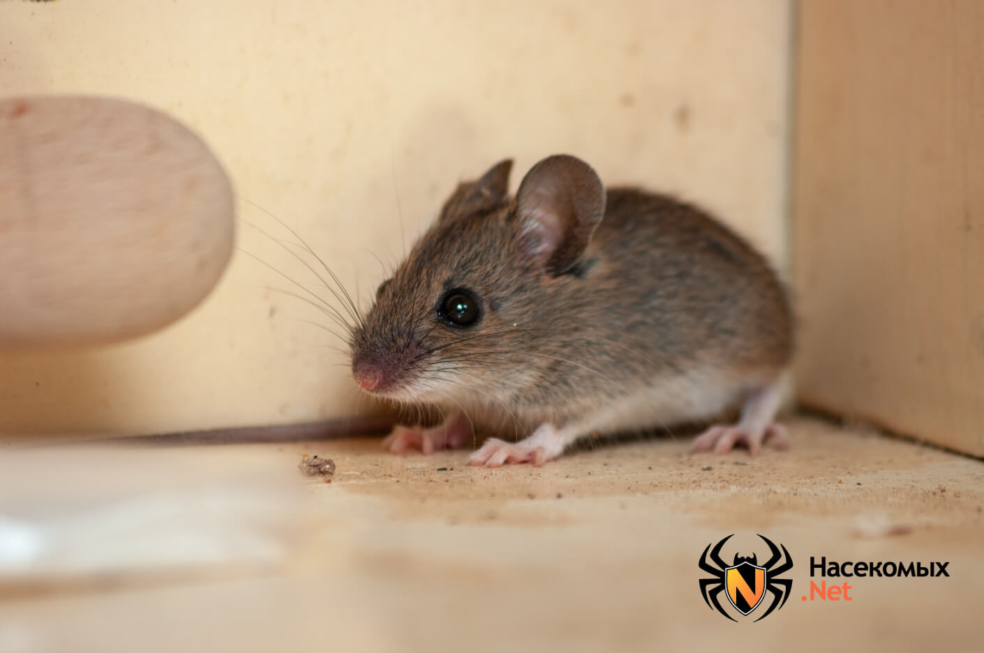 Коричневые мыши. Домовая мышь. Домовая мышь в квартире. Европейская мышь. Фото мыши в доме.