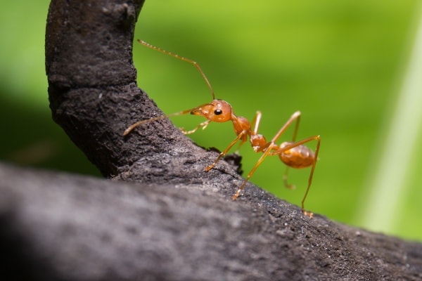Красный муравей