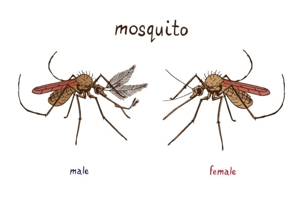 Комар самец и самка фото